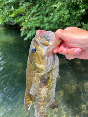 スモールマウスバスの釣果