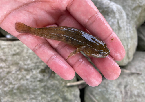 チチブの釣果