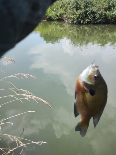 ブルーギルの釣果