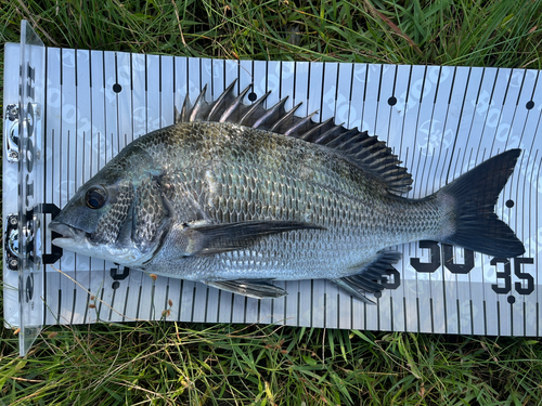 クロダイの釣果