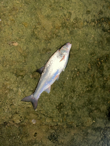 エゾウグイの釣果