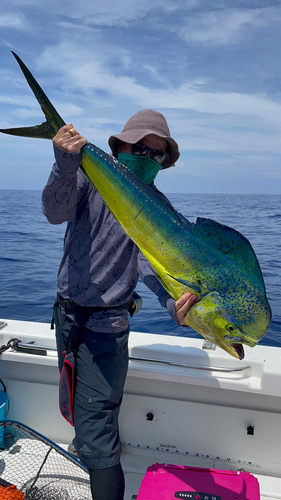 シイラの釣果