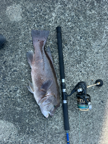 コブダイの釣果