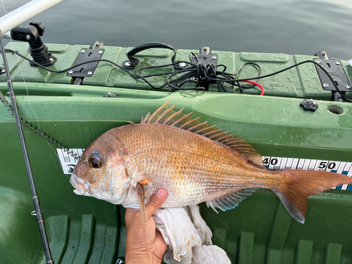 タイの釣果