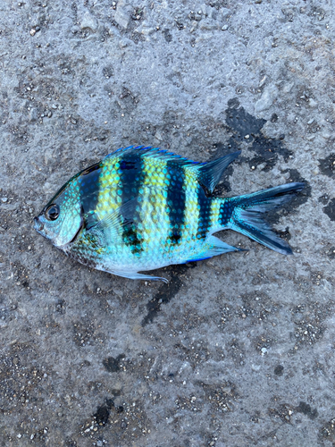 オヤビッチャの釣果