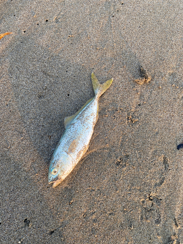 ワカシの釣果