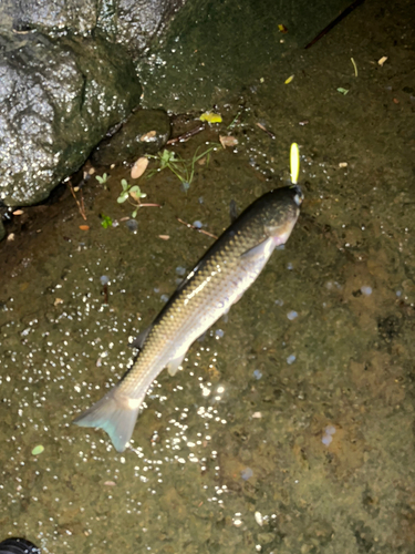 ボラの釣果