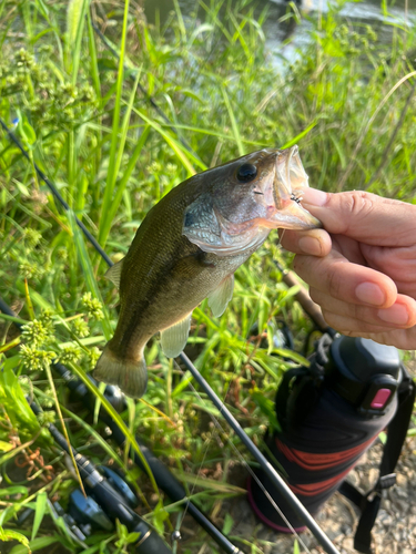 ラージマウスバスの釣果