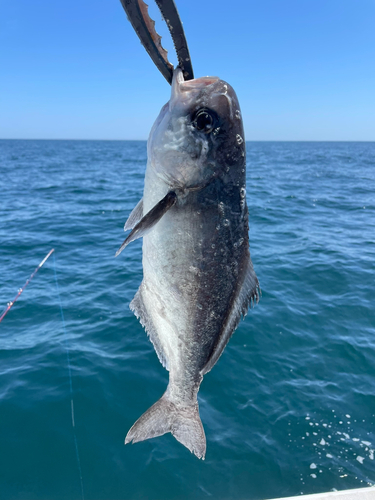 メダイの釣果