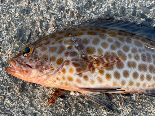 オオモンハタの釣果