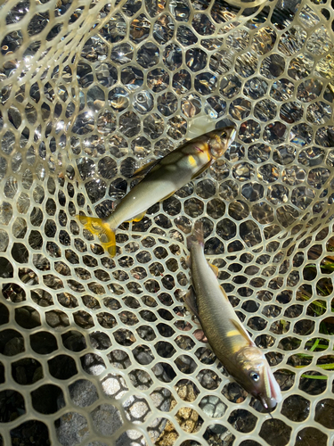 アユの釣果