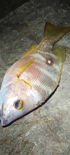 シブダイの釣果