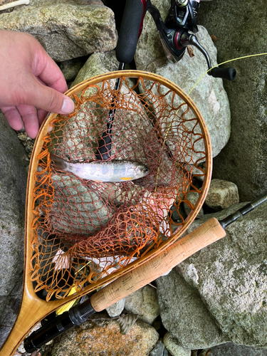 ゴギの釣果