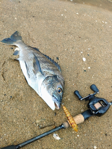 クロダイの釣果