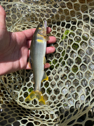 アユの釣果