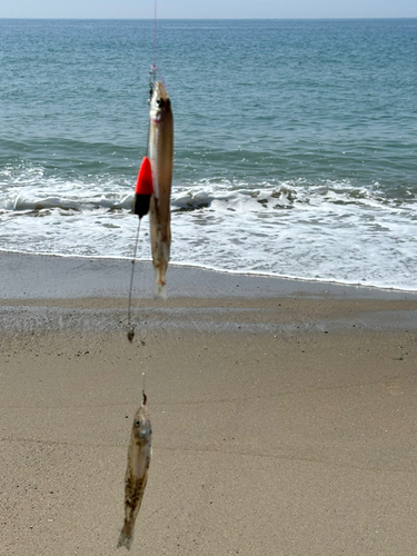 キスの釣果