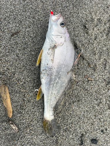 ニベの釣果