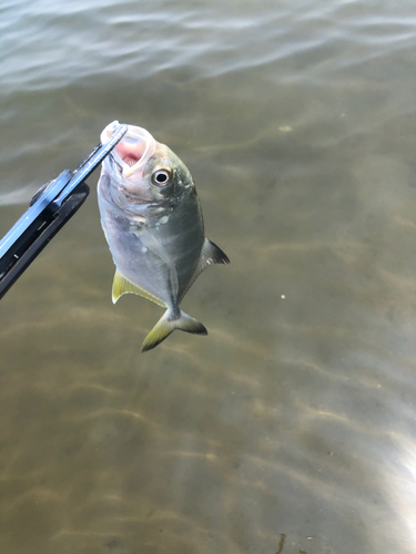 メッキの釣果