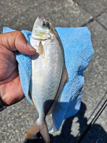 ショゴの釣果