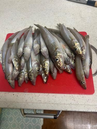 タコの釣果