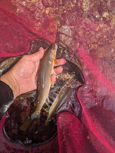 アユの釣果