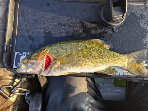 スモールマウスバスの釣果