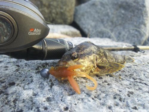 タケノコメバルの釣果