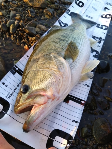 ブラックバスの釣果