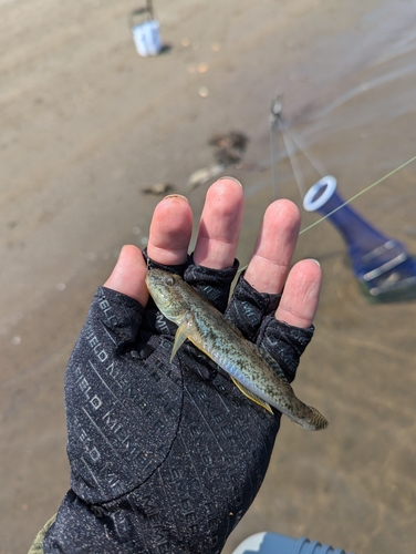 ハゼの釣果