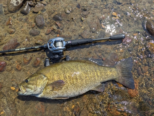 スモールマウスバスの釣果