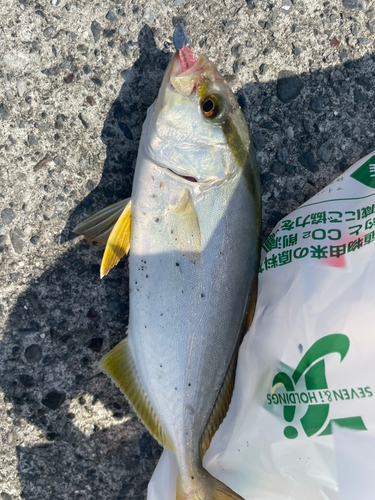 ショゴの釣果