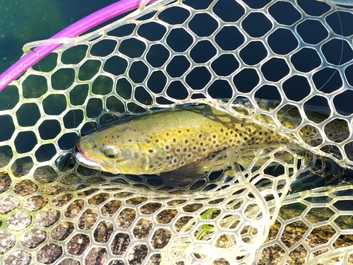 ブラウントラウトの釣果