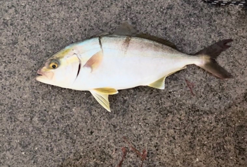 ショゴの釣果