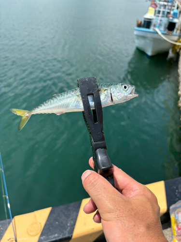 サバの釣果