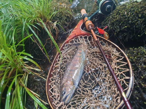 ヤマメの釣果