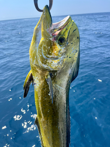 シイラの釣果