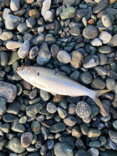 コノシロの釣果