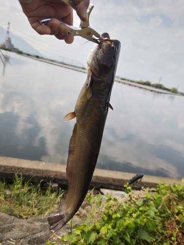 ナマズの釣果