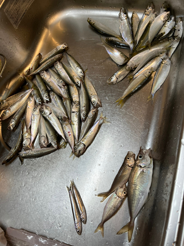 アジの釣果