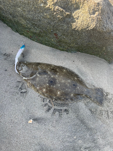 ヒラメの釣果