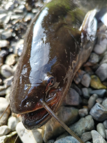 カワムツの釣果