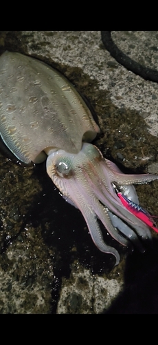 モンゴウイカの釣果