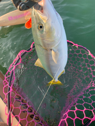 イナダの釣果