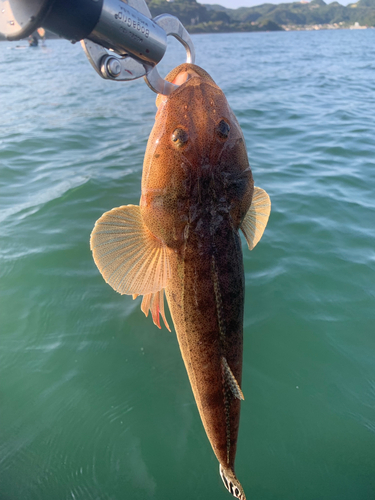 マゴチの釣果