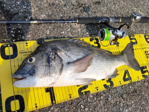 クロダイの釣果