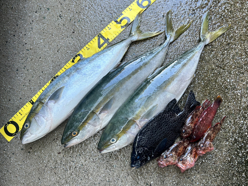 イシガキダイの釣果