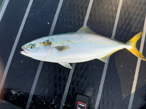 イナダの釣果