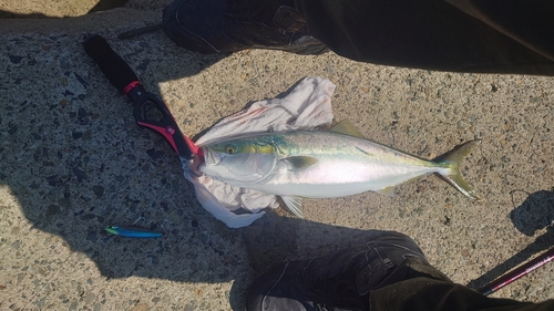 ハマチの釣果