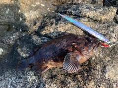 ムラソイの釣果