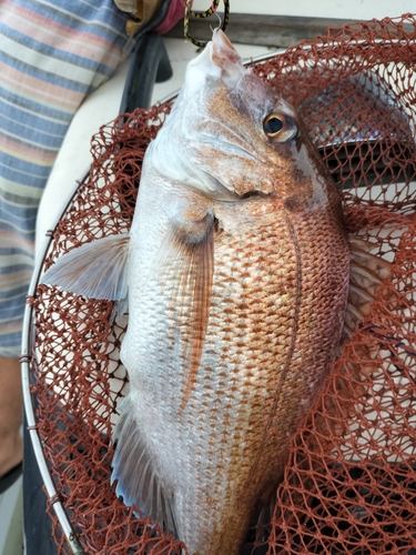 タイの釣果